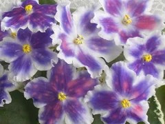 Фото сорта ВаТ-Царь Горох