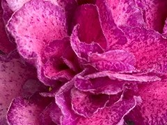 Фото Фиалка Ф-Стихи о Лете
