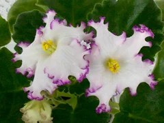 Фото сорта ВаТ-Белоснежка