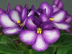 Фото Фиалка АВ-Сектор Приз! (791-1)