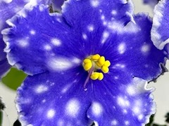 Фото Фиалка С-Ночной Поезд (26-32)
