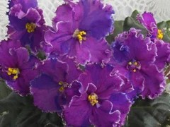 Фото сорта ВаТ-Ягодка