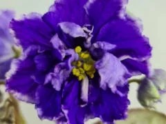 Фото Фиалка Витязь в Тигровой Шкуре