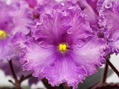 Фото Фиалка АВ-Аметист (856-13)
