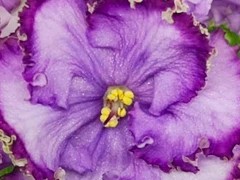 Фото Фиалка АМТ-Афродита