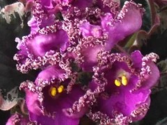 Фото сорта Apache Bow