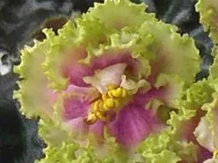Фото сорта Silverglade Meadows спорт