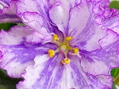 Фото Фиалка АВ-Дыхание Утра