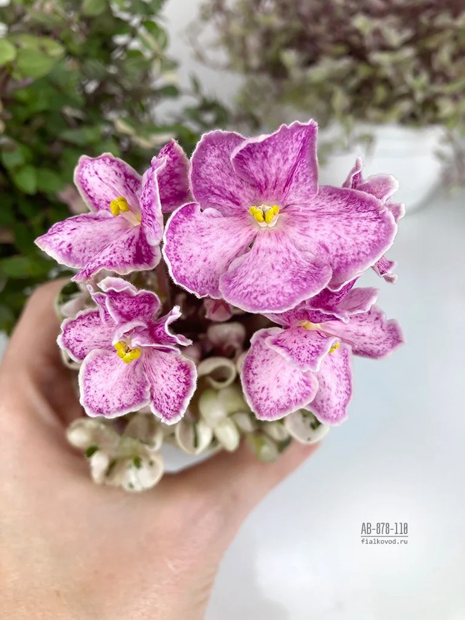 Фото Фиалка АВ-Маленькая Мечтательница (878-110)