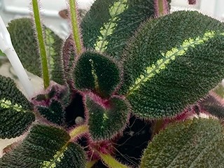 Фото Эписция La Solidad Bronze