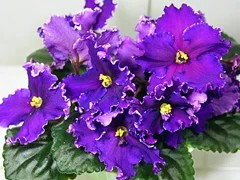 Фото сорта ЕК-Дыхание Грозы