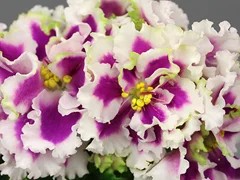 Фото Фиалка Ф-Малиновый Десерт
