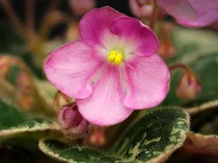 Фото Фиалка АВ-Смайлик (858-73)