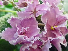 Фото сорта ЕК-Маленький Принц