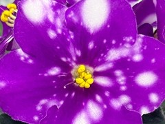 Фото Фиалка С-Подарок для Папы (898-185)