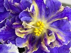 Фото Фиалка РС-Жар-Птица