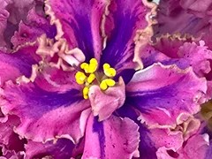 Фото Фиалка АВ-Радость Жизни