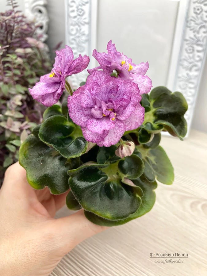 Ф-Розовый Пепел (850-59)