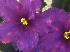 Фото сорта ВаТ-Форвард