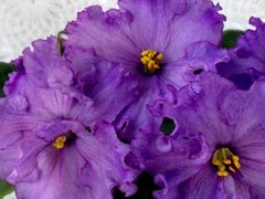 Фото сорта Люба