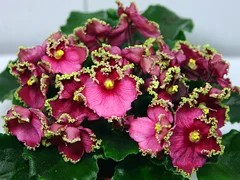 Фото сорта Колибри