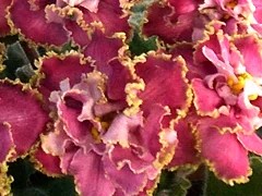 Фото сорта СМ-Благородный Коралл