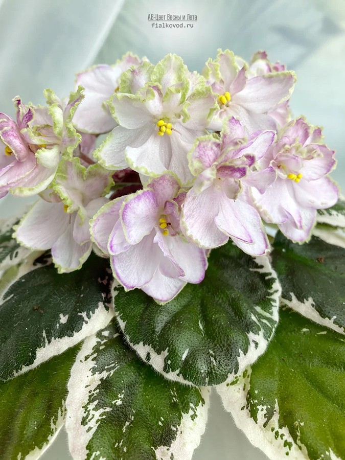 Фото Фиалка АВ-Цвет Весны и Лета (869-75)