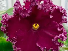 Фото Фиалка АВ-Шекспировские Страсти (872-477)