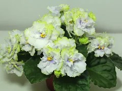 Фото Фиалка АВ-Фисташковое Пралине
