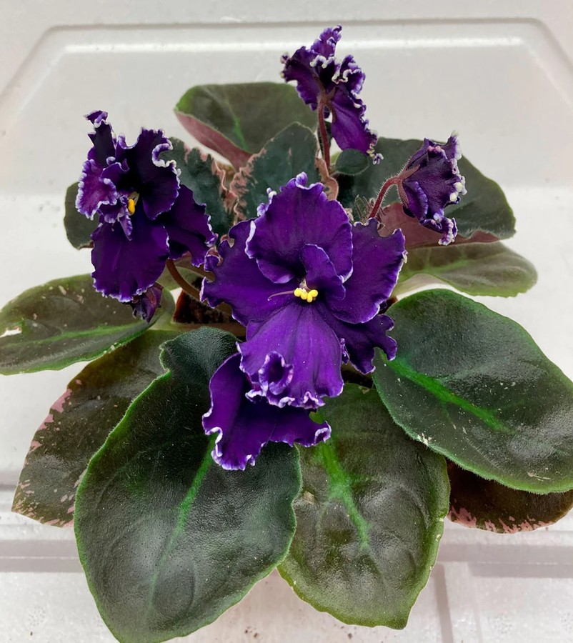 Фото Фиалка Apache Midnight