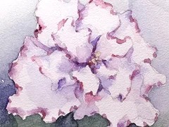 Фото сорта ЛЕ-Цветочная Фея