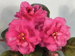 Фото сорта ЕК-Бабье Лето