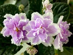 Фото сорта King's Ransom