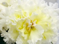 Фото Фиалка АВ-889-91, сеянец