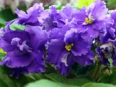 Фото сорта РС-Барон Мюнхаузен