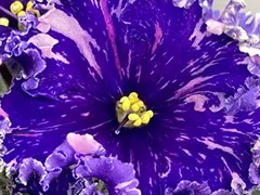 Фото Фиалка АВ-Воображариум (872-112)