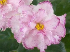 Фото сорта ЛЕ-Кира