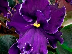 Фото Фиалка Apache Midnight