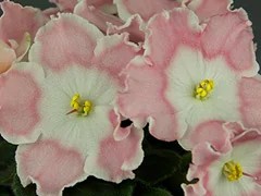 Фото Фиалка АВ-Нежный Возраст (782-49)