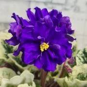 Фото Фиалка Р-Её Парень.