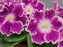 Фото Фиалка АВ-Метеоритный Дождь (816-358)
