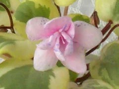 Фото сорта Жемчужный Восторг