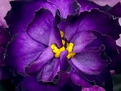 Фото Фиалка АВ-Лазоревая Луна (891-33)
