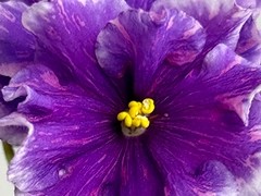 Фото Фиалка АВ-905-18, сеянец