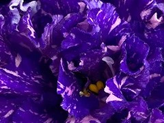 Фото Фиалка Ф-Танцующая Ночь (881-10)
