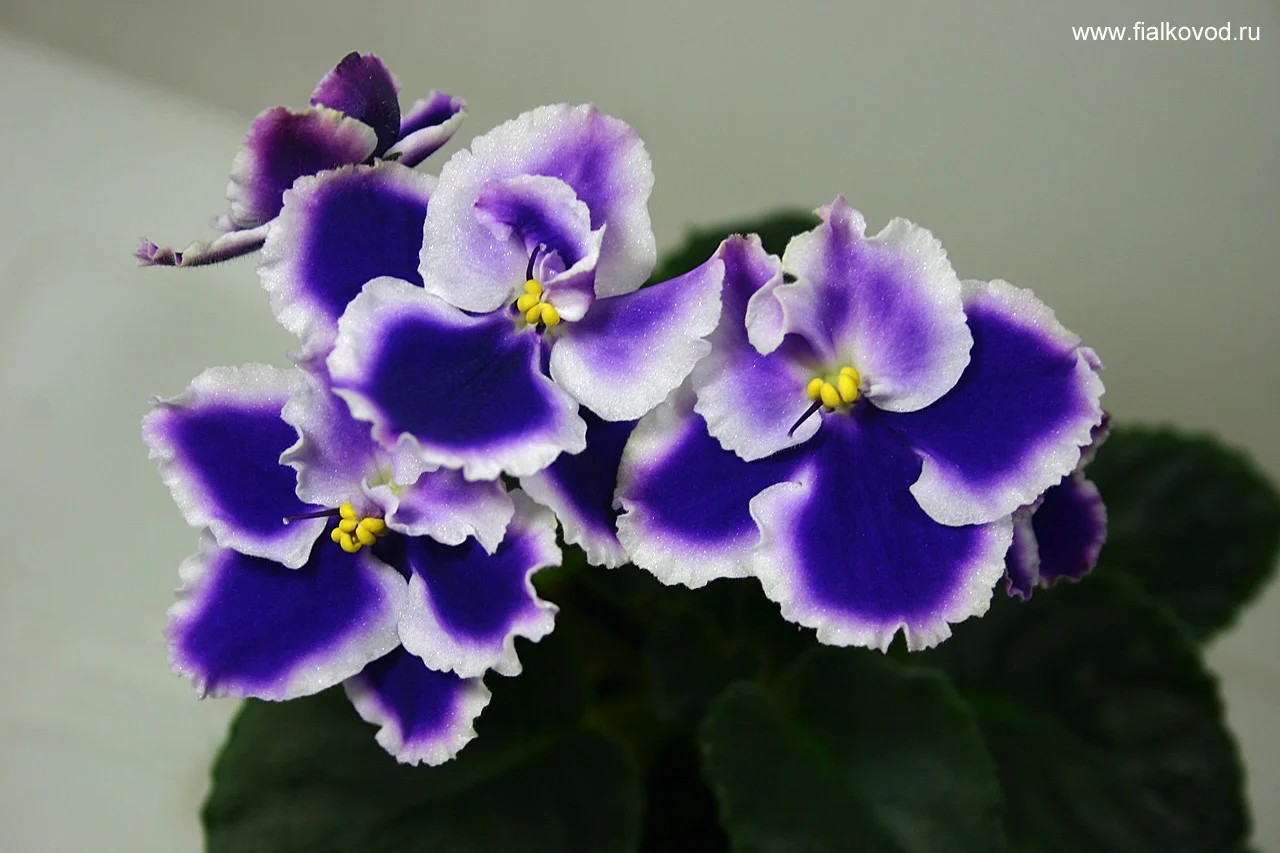 Фото Фиалка Rhapsodie Cora