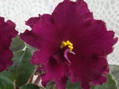 Фото сорта ВаТ-Любовь