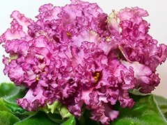 Фото Фиалка АВ-Анна Каренина (760-13)