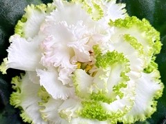 Фото Фиалка ЕК-Изумрудные Розы