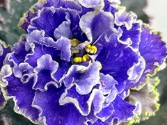 Фото Фиалка АВ-Северное Лето, темный спорт